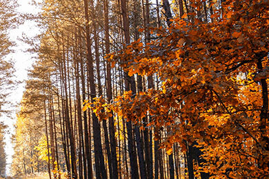 开云体育-日本羽毛球队横扫马来西亚羽毛球队，陶菲克惊艳世界